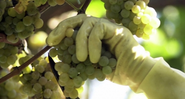 Tour por las denominaciones de origen de vinos de Galicia