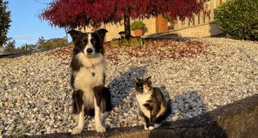 Camino Francés desde Sarria con mascota